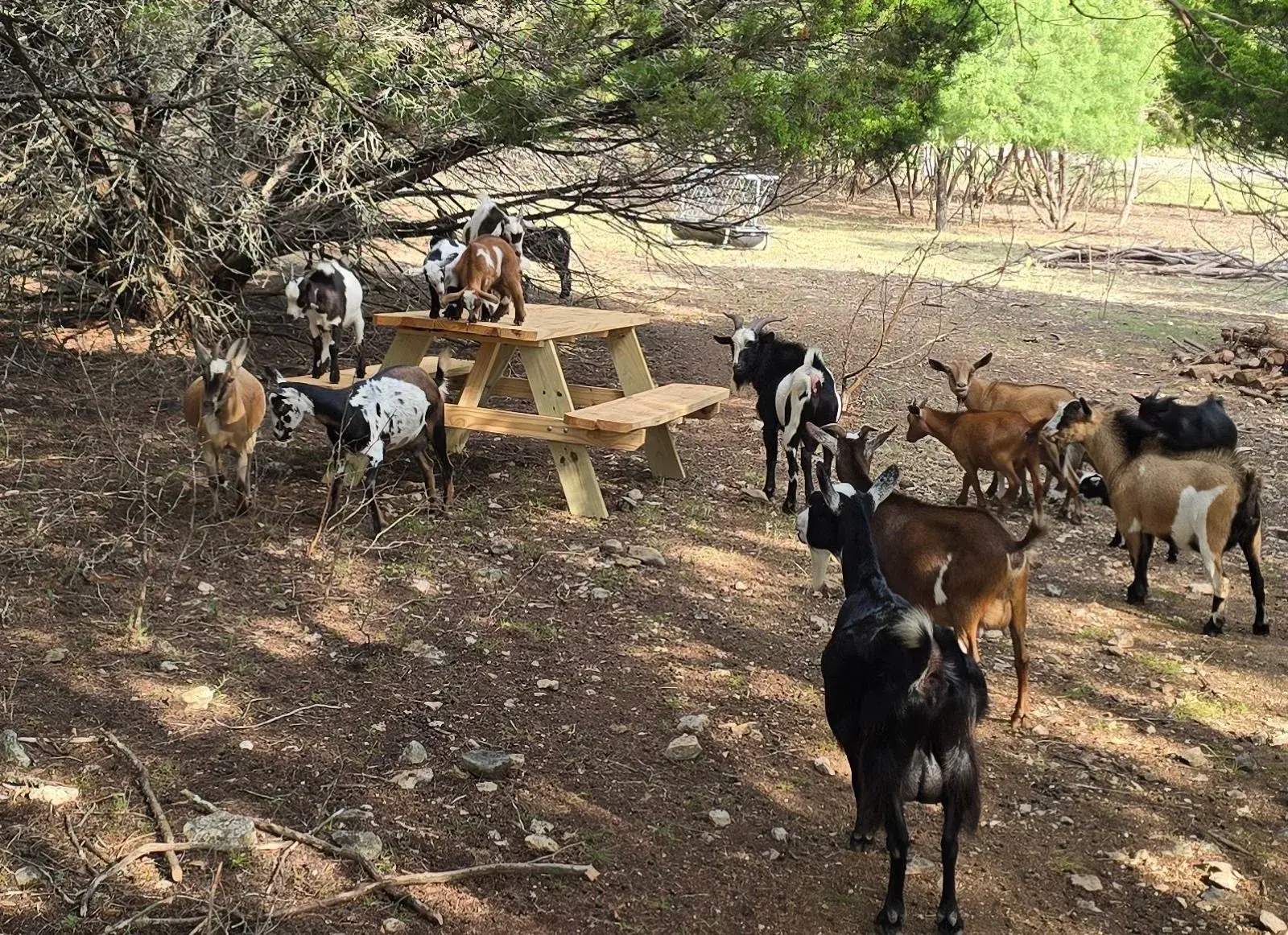 The herd gathered around a wooden picnic table under the trees